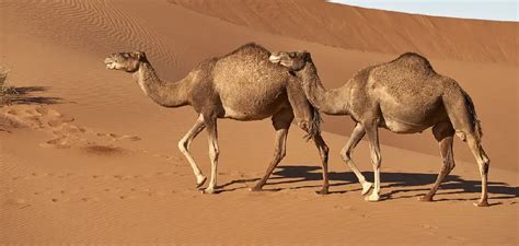 The Mysterious Symbolism of a Dromedary in Dreamscapes