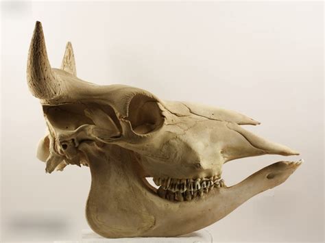 The Mysterious Symbolism of an Expired Bovine Cranium