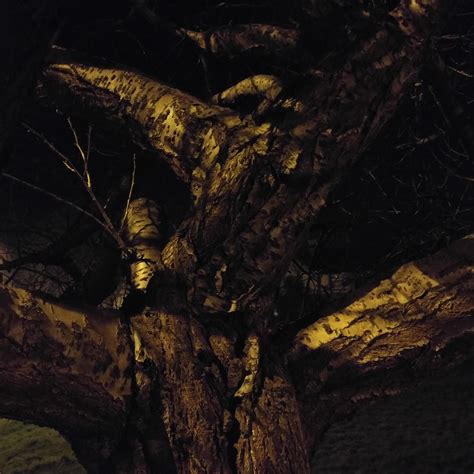 The Mysterious Symbolism of the Sinister Tree
