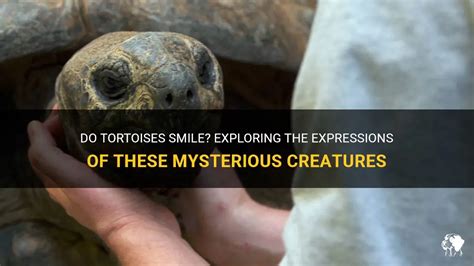 The Mysterious Tortoise: Exploring its Representation in Dreams