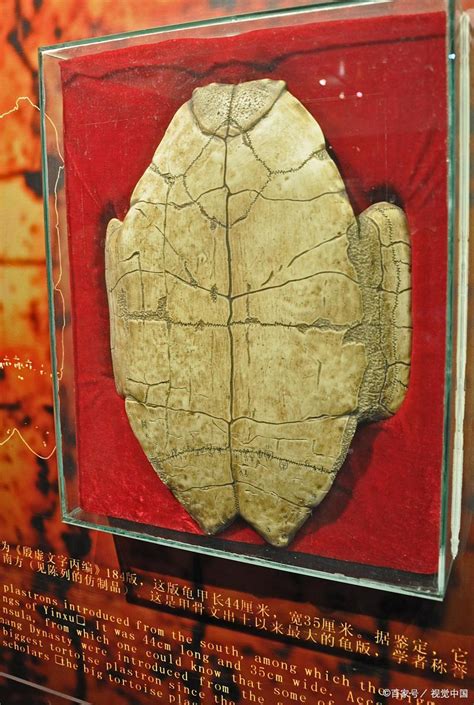 The Mysterious Tortoise Shell: Revealing the Enigma of Divination