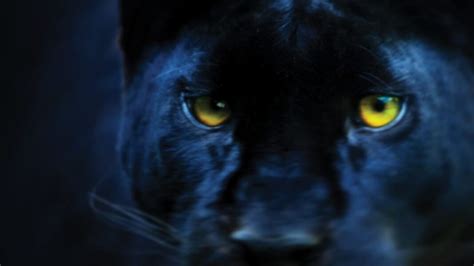 The Mysterious and Potent Black Panther