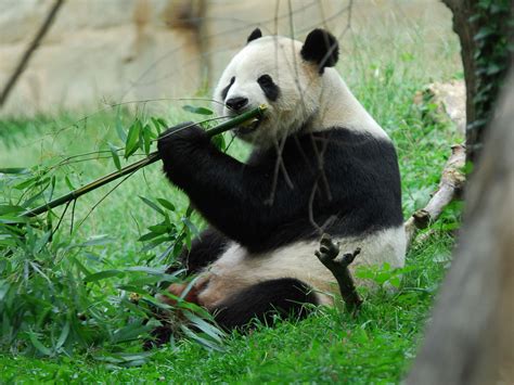 The Mystery Behind Bamboo's Nutritional Value and Attraction for Pandas