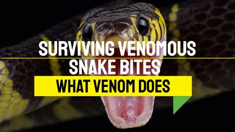 The Mystery of Venom: Unraveling the Secrets of Snake Venom