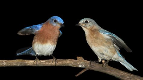 The Mystical Bond between Humans and Bluebirds