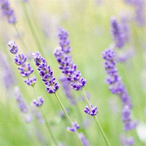 The Mystical Elegance of the Lavender Blooms