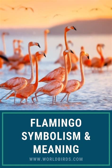 The Mystical Flamingo: Deciphering Its Symbolic Importance