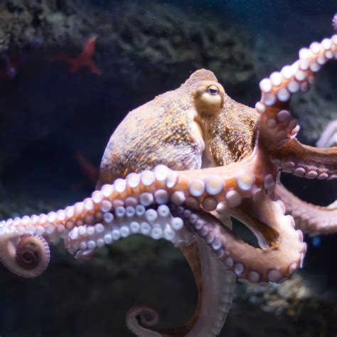 The Mystical Interpretation of Dreams Involving Octopuses Consuming Food