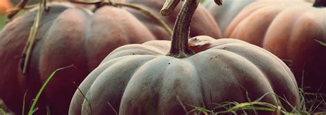 The Mystical Properties of Fresh Pumpkin in Folklore and Tradition