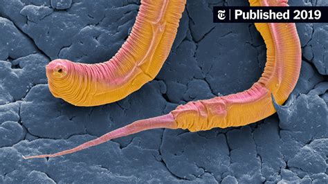 The Mystifying Elegance of Lively Worms