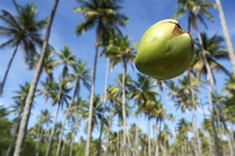 The Mythical Connection: How Falling Coconut Trees Symbolize Transformation