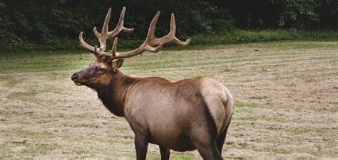 The Mythological Significance of the Elk in Indigenous Cultures