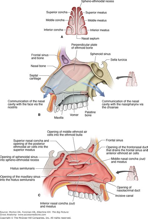 The Nasal Passage: A Gateway to the Depths of the Unconsciousness