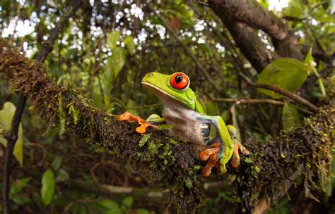 The Natural Habitat of Tree Frogs: From Jungles to Swamps