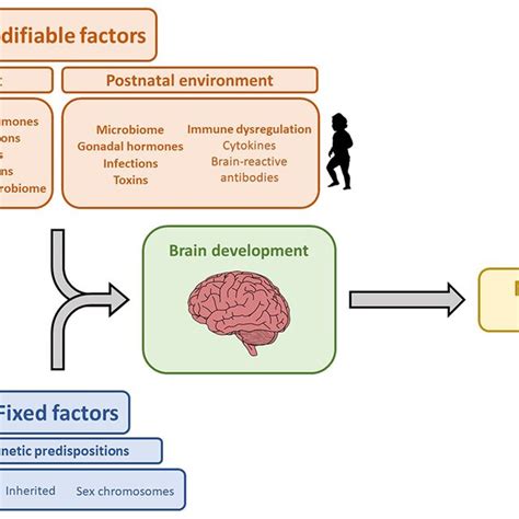 The Neurological Impact of Victory: How Winning Influences the Brain