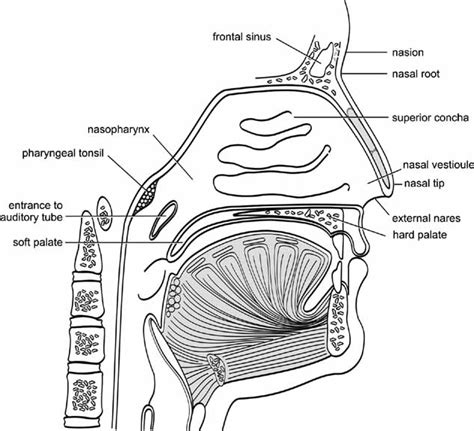 The Nose as an Entryway: Revealing Profound Connections through Dreams of Companions' Nasal Structures