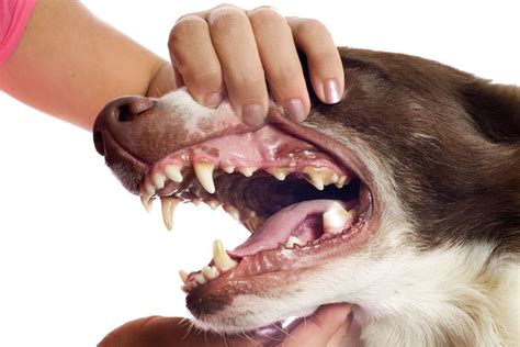 The Nuances of Interpretation: Interpreting Canine Teeth Dreams in Context