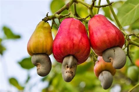 The Nut that Holds a Treasure: Cashew Tree Facts