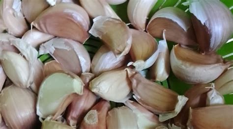 The Nutritional Powerhouse of Pale Bulbs