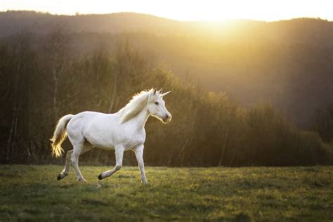 The Origin and Symbolism of Majestic Unicorns