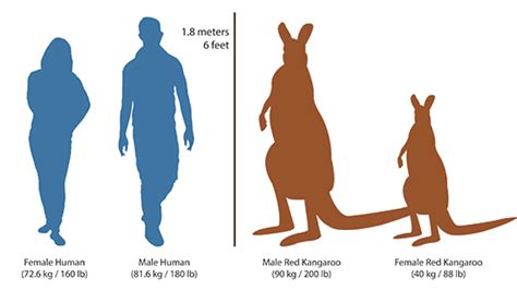 The Origin of the Half Human Half Kangaroo: Legend or Reality?