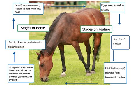 The Origins and Development of Aquatic Abilities in Equine Species