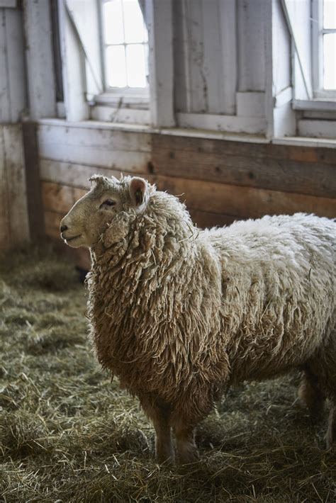 The Origins and Historical Significance of Sumptuous Sheep Wool