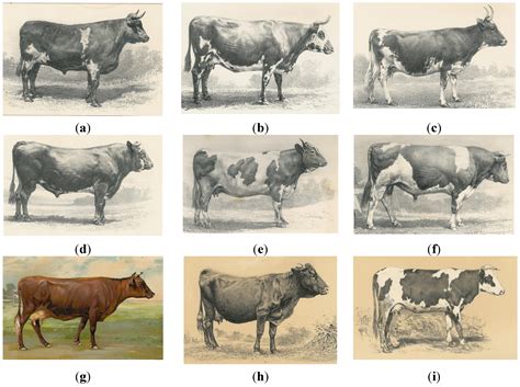 The Origins and History of Enormous Bovine Breeds