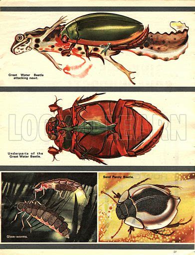 The Origins of Dreams Involving Carnivorous Insects