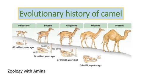 The Origins of Enormous Camelids: Tracing the Genetic Evolution