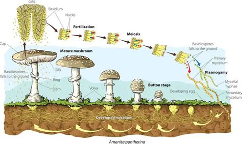 The Origins of Mushroom Growth on the Body: Factors, Symbolism, and Remedies