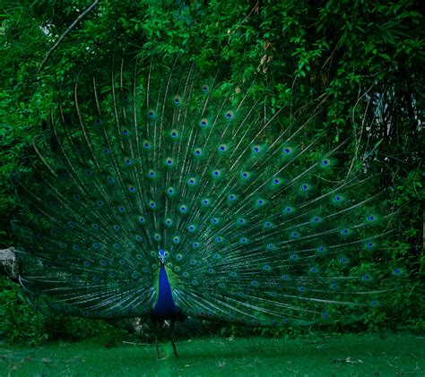 The Origins of the Golden Peafowl in Mythology