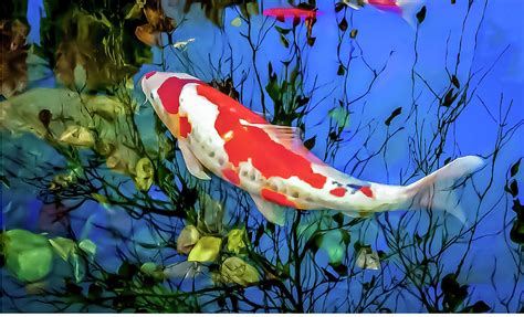 The Path to Success of the Enigmatic Koi