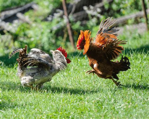 The Pecking Order: Understanding Dominance and Submission in Poultry Dreams