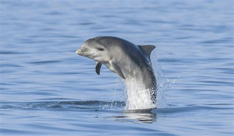 The Perceived Threat: Understanding the Dolphin as a Symbol