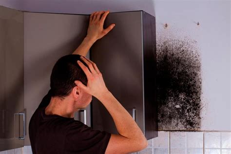 The Persistent Invader: Recognizing Common Areas for Mold Development