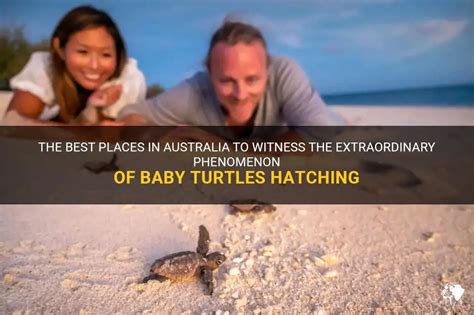 The Phenomenon of Turtle Hatching: Nature's Extraordinary Journey