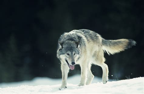 The Physical Characteristics and Adaptations of the Enigmatic Snow Wolf