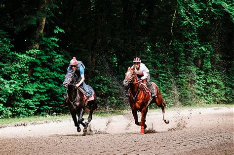 The Physiology of a Racehorse: What Gives Them Incredible Speed?