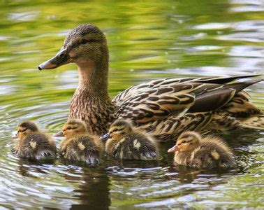 The Plight of the Baby Ducks: A Cry for Help