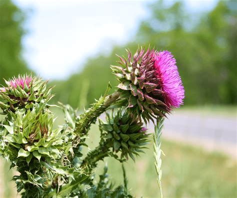 The Possible Meanings of Stepping on a Prickly Plant in Dreams