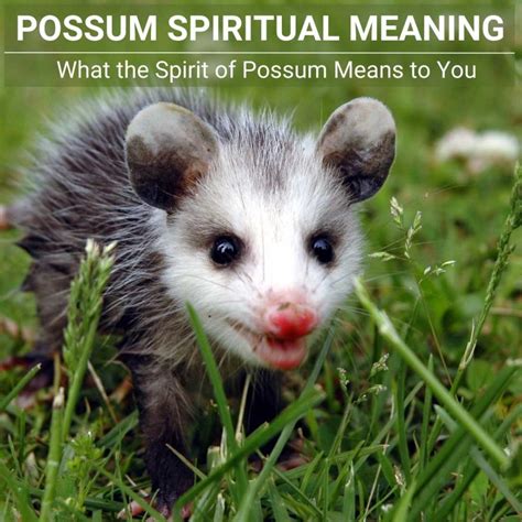 The Possum as a Symbol: Decoding Its Hidden Meaning