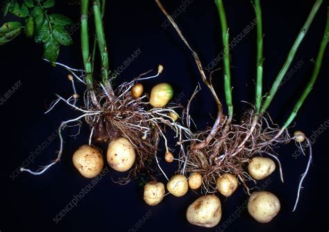 The Potato: A Root Vegetable with Profound Symbolism