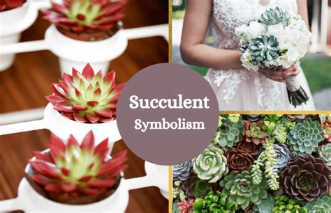 The Potency and Symbolism of the Succulent Tangerine