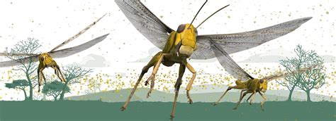 The Potency of Dreaming: Unveiling the Enigma of Augmented Locusts