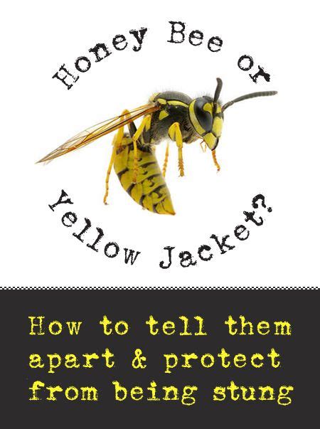 The Potential Connection between Dreams of Being Stung by a Yellow Jacket and Personal Experiences