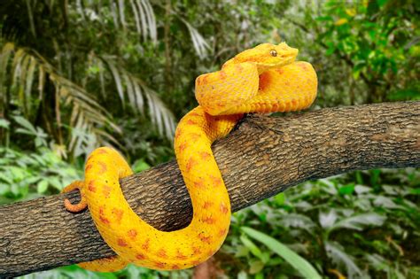 The Potential Meanings of Multicolored Snakes