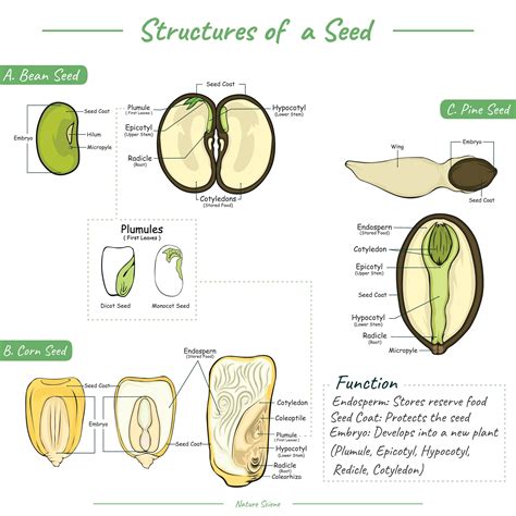 The Potential of a Seed