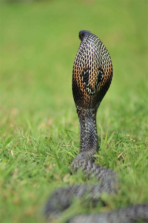 The Power and Dread Linked with the Majestic King Cobra