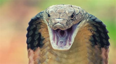 The Power and Symbolism of the Majestic King Cobra in Mythology and Culture